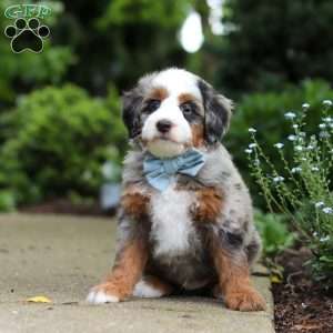 Zeke, Mini Bernedoodle Puppy
